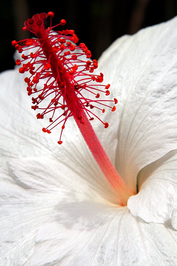 White Hibiscus Flower Photography - Photo Greeting Card - Native Hawaiian Flower - Blank Note Card - Art Card
