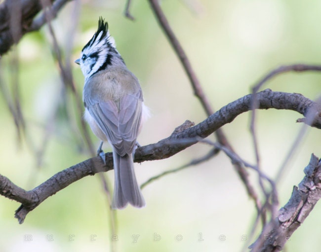 Bird Photo, Bird Art, Nature Art, Titmouse Bird, Woodlands Art, Forest Art, Gift for Bird Lovers, 8x10