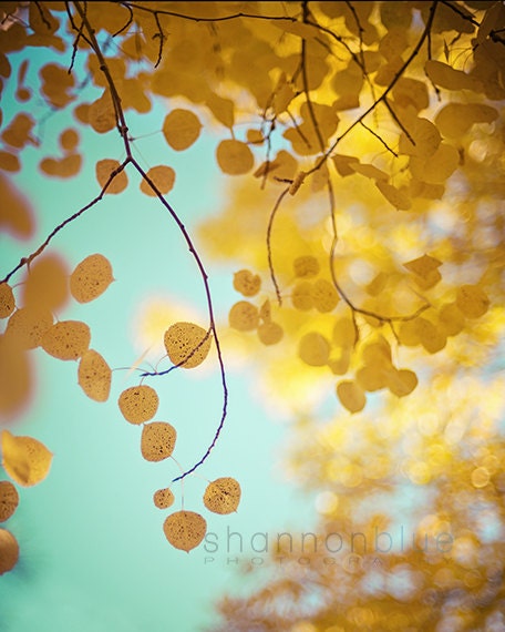 autumn fall foliage aspen nature photograph / gold, yellow, golden, robins egg blue / nature's gold / 8x10 fine art photo - shannonpix