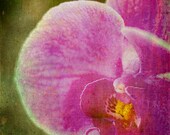 Grungy Orchid 12x18 photograph