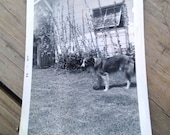 Lassie - Vintage 1950s Photograph