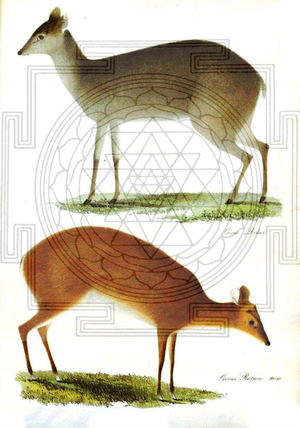 Totem Animal Reading // Discover Your Spirit Animal