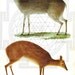 Totem Animal Reading // Discover Your Spirit Animal