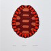 Tortoise Shell / Testudines 'specimen' - Limited edition three-colour screenprint with hand-coloured details (copper)