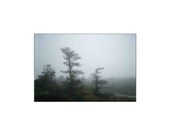 Artistically Enhanced photography - Morning Fog Acadia National Park, Maine - Trees and Nature Photography Wall Decor