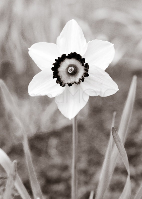 Spring daffodil Photography sepia flower white happy cheerful blossom easter bulb I wandered lonely as a cloud 8x10 fine art photograph