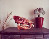 SALE Javelina Skull // Tayassu tajacu // Antique Flowers // Curio