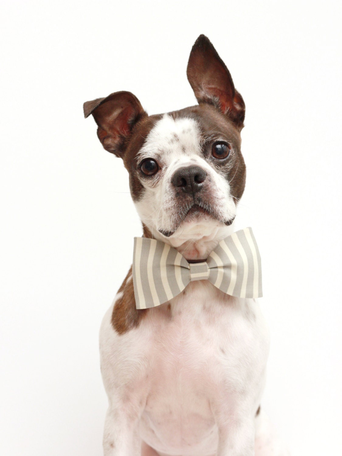 Grey and Ivory Dog Bow Tie - Wedding Accessories For Dogs