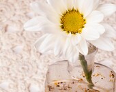 8x10 Daisy Print Vintage Bottle - Home Decor - White Flowers - Shabby Chic - Cheerful - From The Garden - Vintage Look White, yellow, sepia