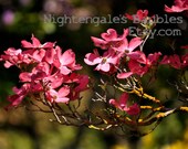 Pink Dogwood 8x10 Fine Art Photographic Print