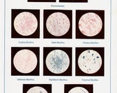 1920 Antique print, MICROSCOPIC BACTERIA,  bacillus and bacteria through a microscope, 92 years old antique print