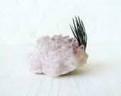 Air Plant Crystal Garden- Pink Lavender Cobaltocalcite Crystal Stone - The Colors that Creep in Your Garden Collection