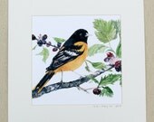 bird painting- Oriole in Mullberry Tree- 8x8 print matted to 12x12