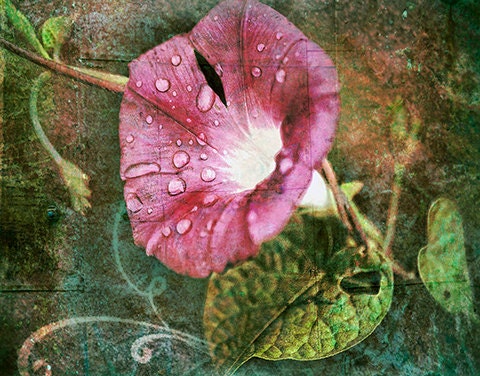 MORNING GLORY Flowers & Vines - vibrant teal green violet - dew drops - dark chic - woodland - garden lover fine art matted to 8x10 signed