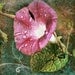 MORNING GLORY Flowers & Vines - vibrant teal green violet - dew drops - dark chic - woodland - garden lover fine art matted to 8x10 signed