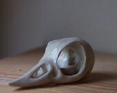 handmade baby bird skull- simple ceramic stoneware- waxy white- natural organic earthy- bones skeleton