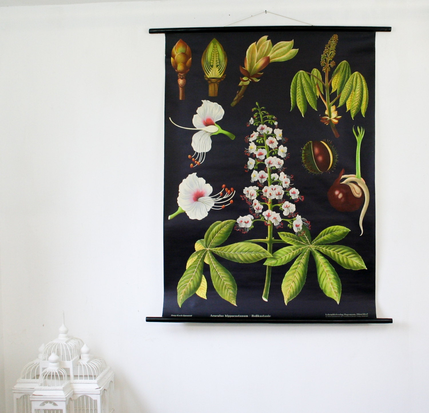 Vintage Botanical School Chart, Horse Chestnut, School Wall Hanging