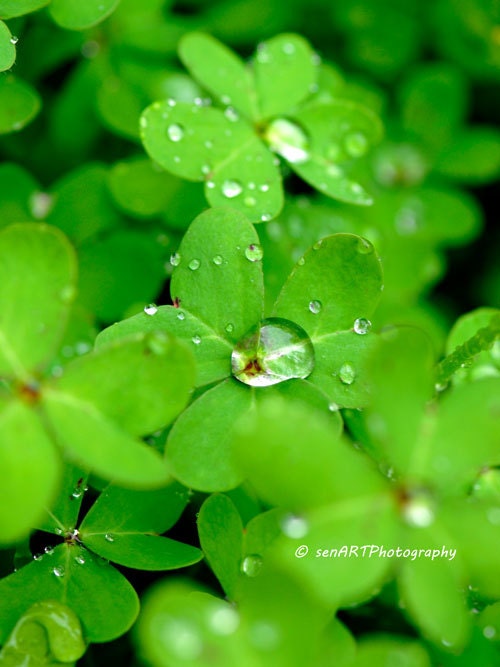 Shamrock 8"x10" Fine Art Wall Decor Photograph For Modern Cafe Bar Pub Hotel Restaurant Nursey Home Office