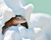 Beach Lizard Art, Lizard Seashell Photography, Tropical Reptile Decor