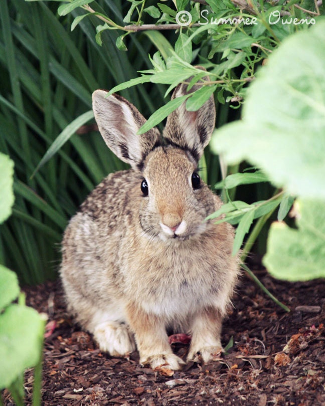 Nature Photography - Nursery Art - Cottontail Bunny Rabbit - 8x10 Fine Art Photo