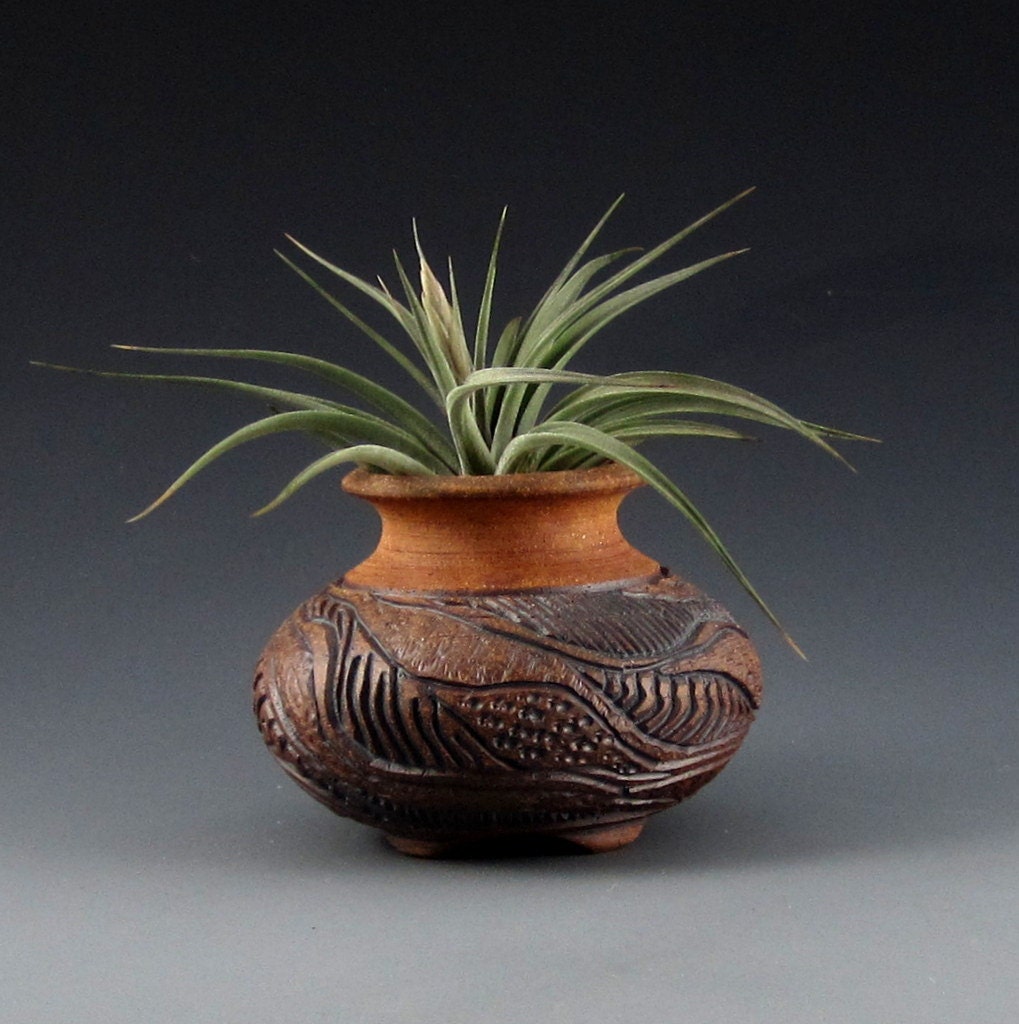 Southwest Carved Stoneware Tilly Pot (tm) and Vernicosa Air Plant (5759)