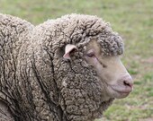 Sheep Portrait Fine Art Photography Farm Animal Print