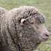 Sheep Portrait Fine Art Photography Farm Animal Print