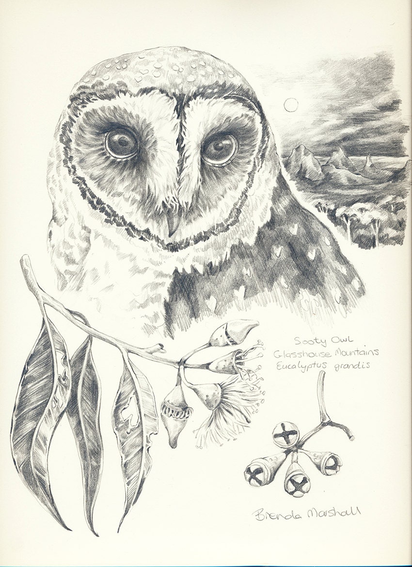 Sooty Owl - original graphite wildlife nature study