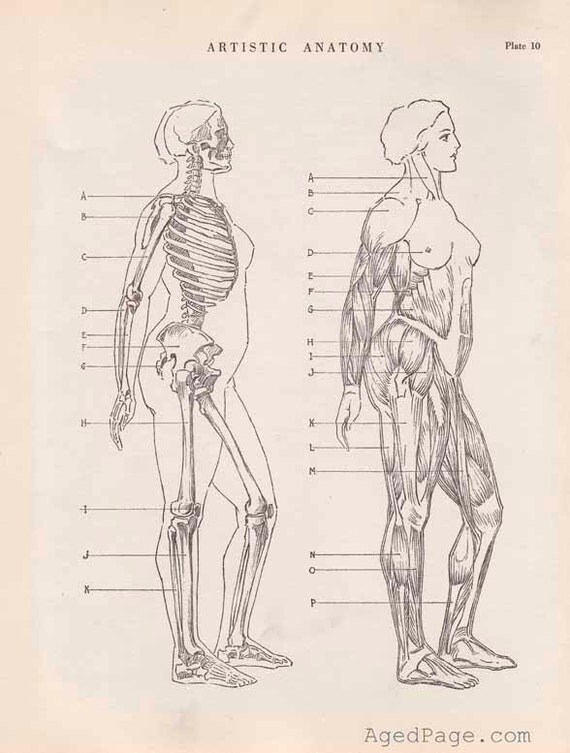 Anatomy+Photos+Artist+Human+Figure Anatomy Photos Artist Human Figure http://www.etsy.com/listing ...