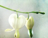White Bleeding Heart Dream. Pearl and Spring Green Flower Photography. Original Fine Art. Rustic Nature Photography. 5x5.