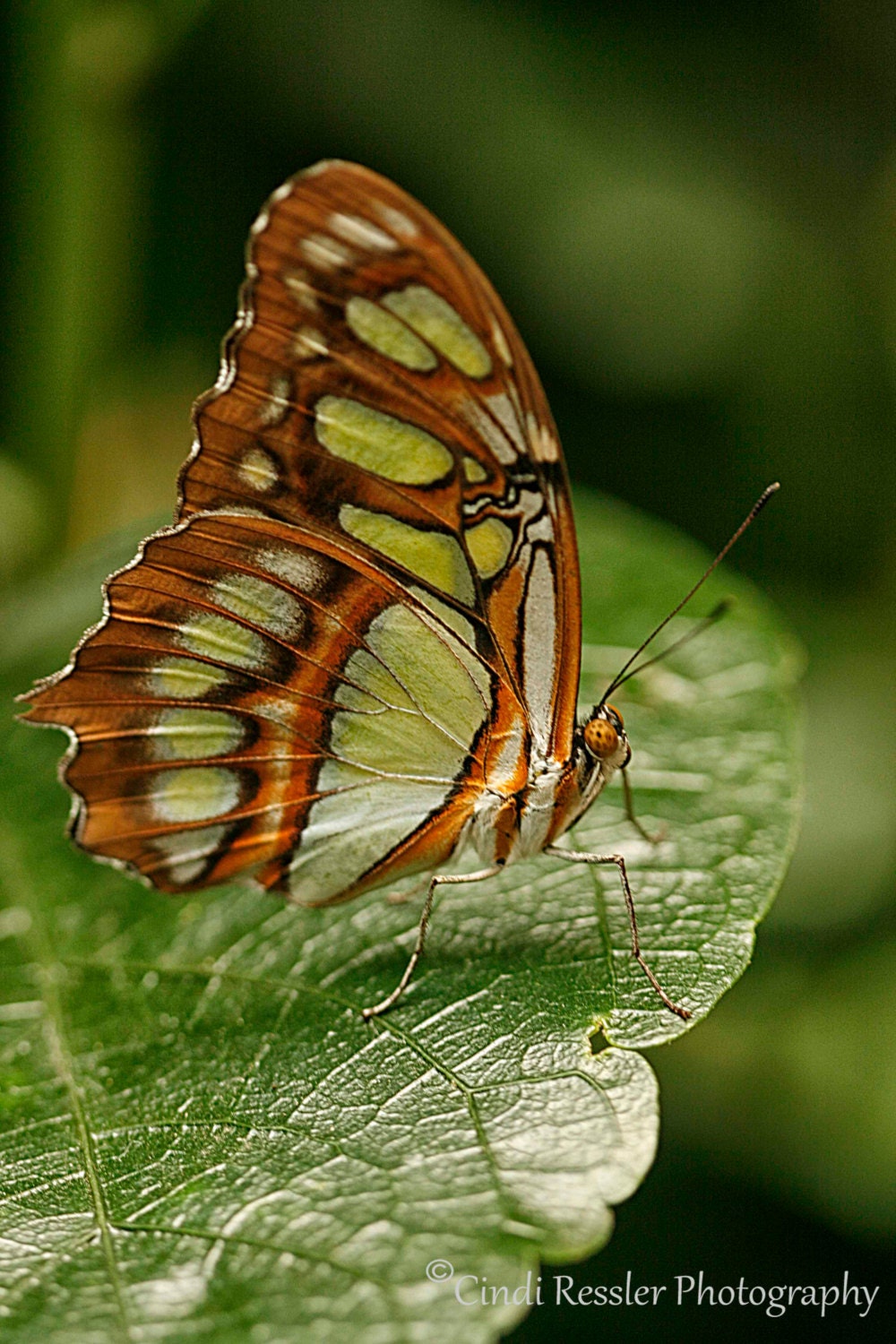 Malachite Butterfly, 5x7 Fine Art Photography, Butterfly Photography - CindiRessler