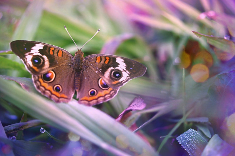 Butterfly Fairy Tale, Whimsical Butterfly Photograph, Colorful Nursery Decor, Surreal Spring Nature Photography, Color 8x10 Wall Print