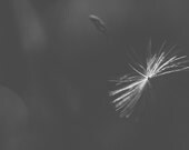 Wishes in the Wind Signed Print, Floating Dandelion Seed Photo, Black and White Macro, Nature Fine Art Photography, 8x10 Wall Print