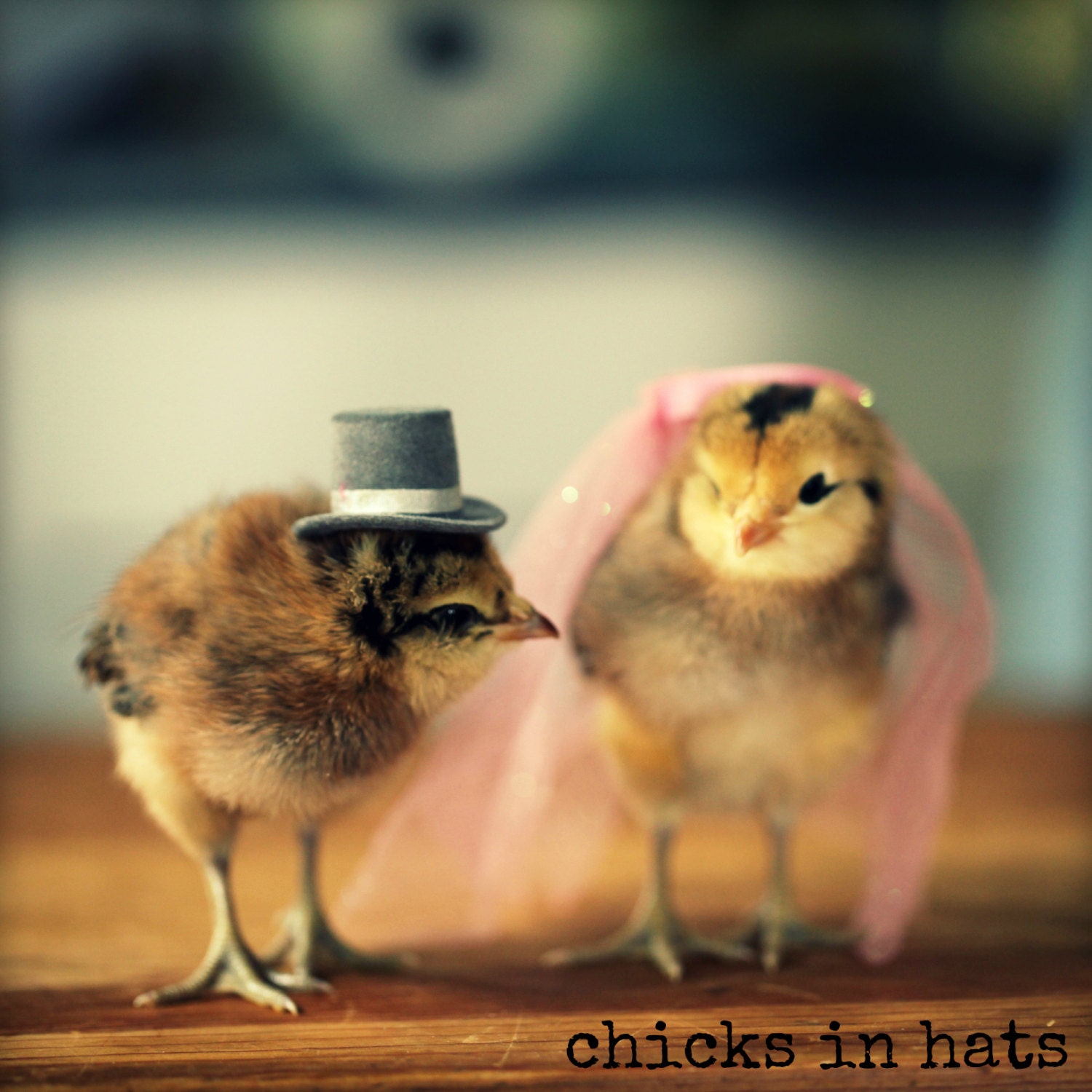 Greeting Card Set Chicks in Wedding Hats Folded Photo Note Cards With Envelopes (4)