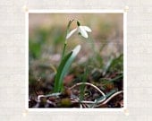 Snowdrop Flower Photography 8x8 inch (20x20 cm) Nature Fine Art Print - Home decor - Gift Idea - PhotoByMADA