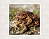 Frog  Photography 8x8 inch (20x20 cm) Nature Fine Art Print - Home decor - Gift Idea - PhotoByMADA
