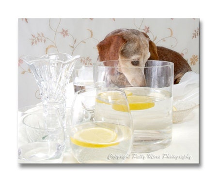 Dachshund with Lemons, 8" x 10" print, animal photograph, pet photo, dog, portrait, dachshund, still life, lemon, yellow