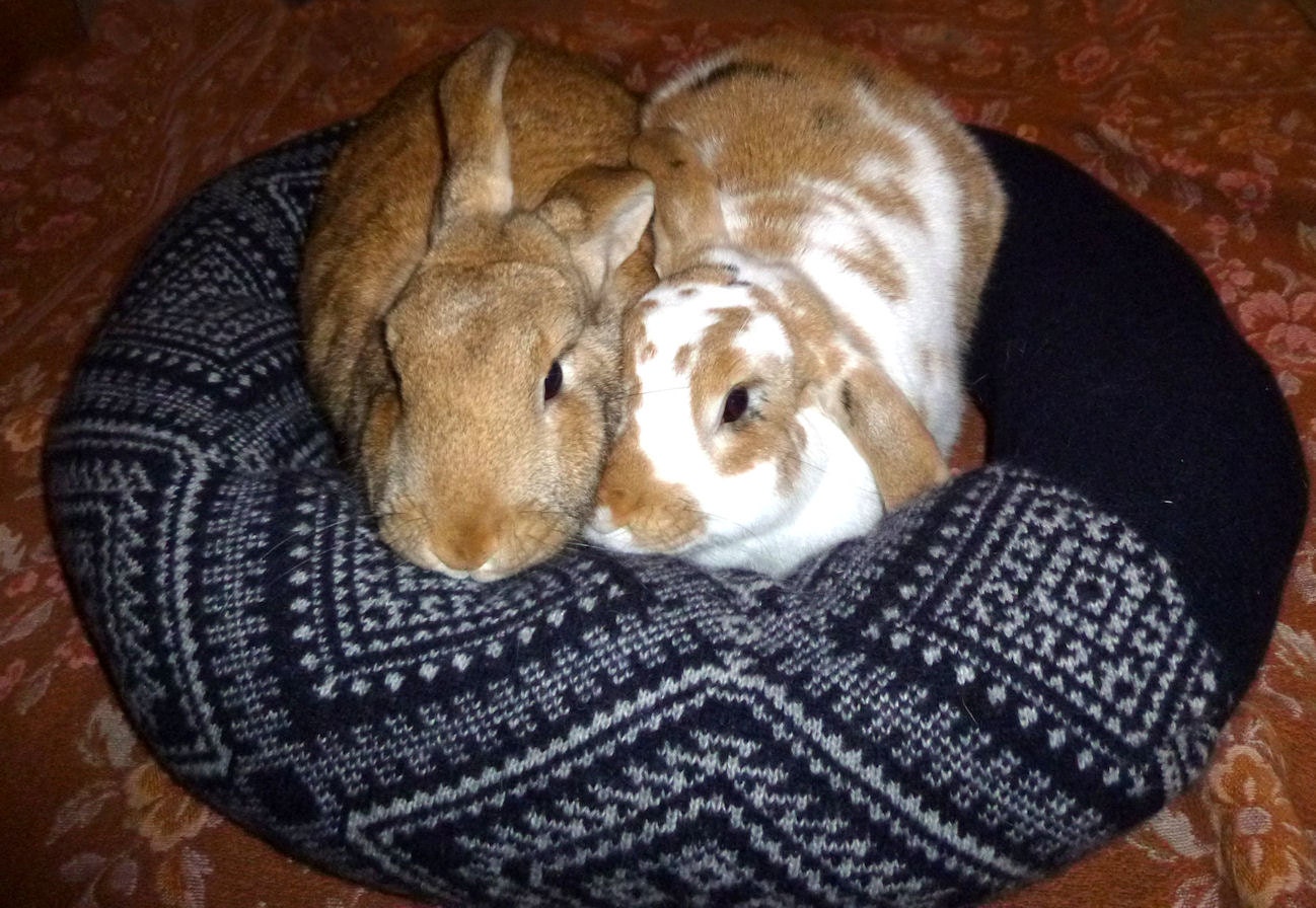 supersize Ugli Donut bunny bed for multiple bunnies or super giants lambswool Nordic tribal pattern