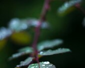 Rainy Day Leaves Photograph - water drops rain macro photography - 8x12 Fine Art Photo Print