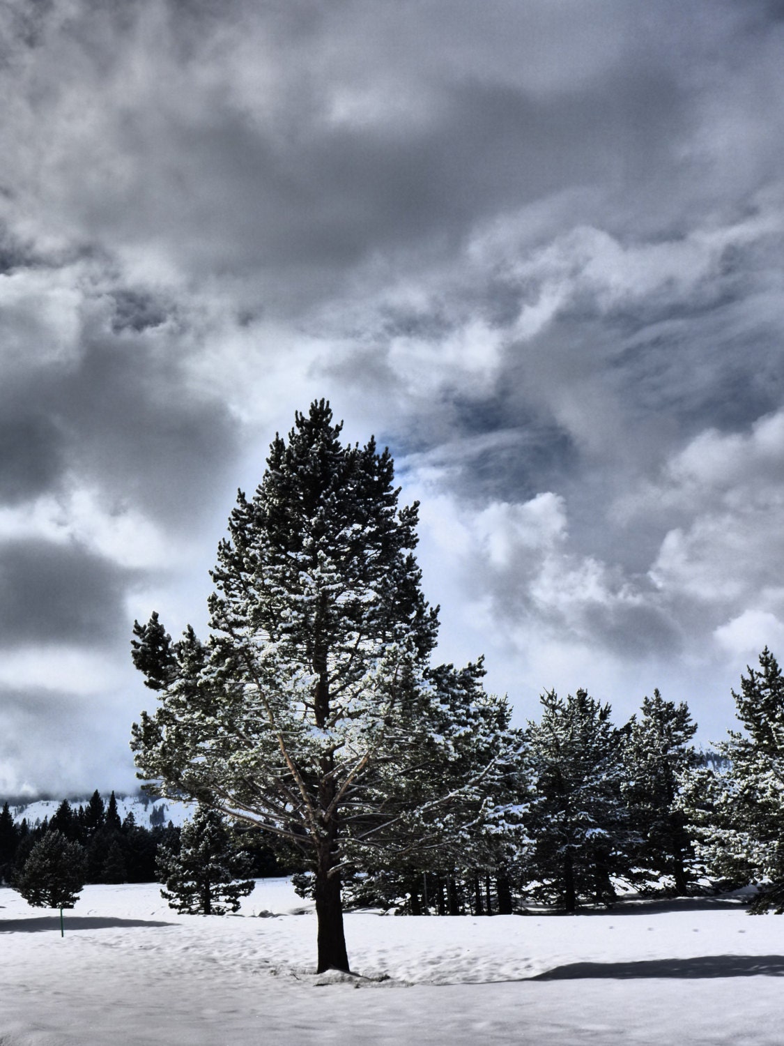 Winter Landscape, Snow Covered Tree Fine Art Photograph