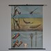 Authentic Mid Century Entymology Print. Blue Darner Dragonfly (Aeshna cyanea). Pull Down Chart. Jung Koch Quentell. Germany.