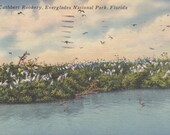 EVERGLADES National PARK, FLORIDA - Scene at Cuthbert Rookery, Vintage Linen Postcard, Used and Stamped, 1950s, Flagler