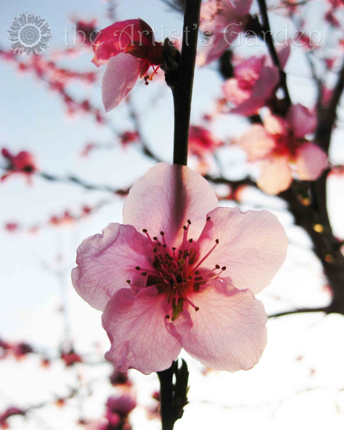 Spring Decor, Pink Peach Blossom Branch, Flower Art, 8x10 Photograph