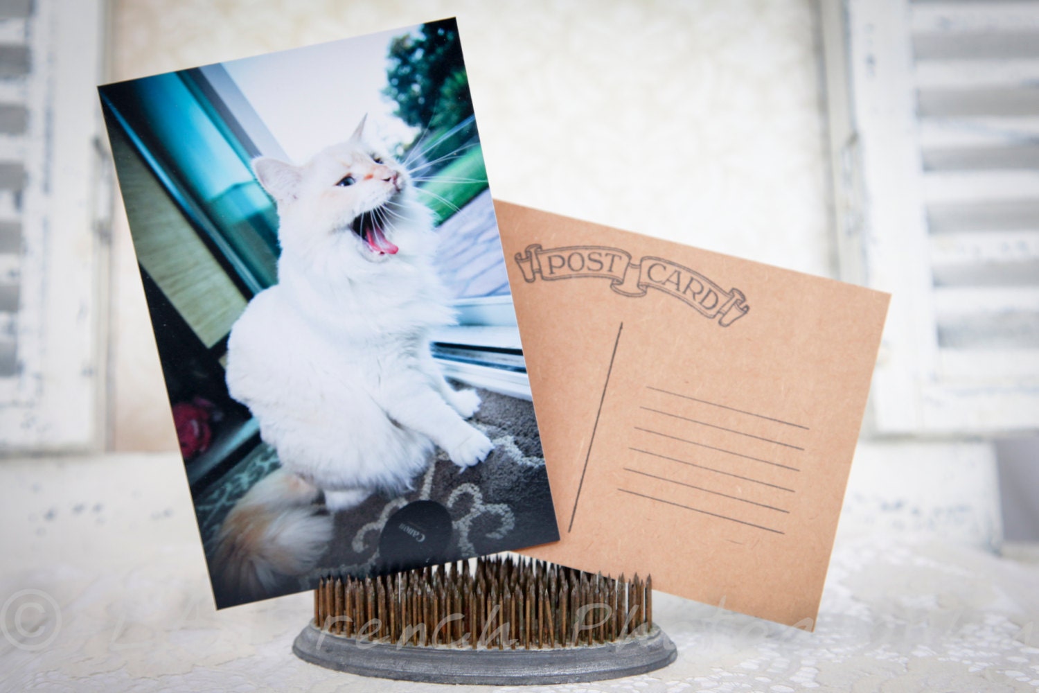 Yawning Flame Point Ragdoll White Kitty Kitten Pet Birthday Love Family Friends Handcrafted Photo Art Photography Postcard Post Card