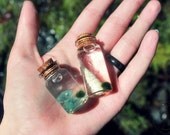 mini marimo moss ball terrarium