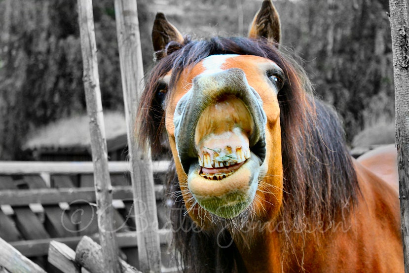 Instant Download Stock Photo - Horsing Around Il_170x135
