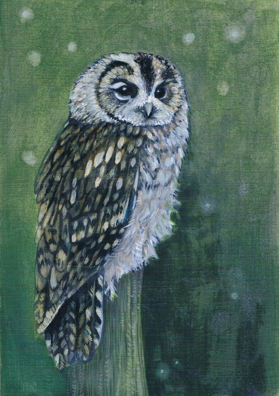 Tawny Owl
