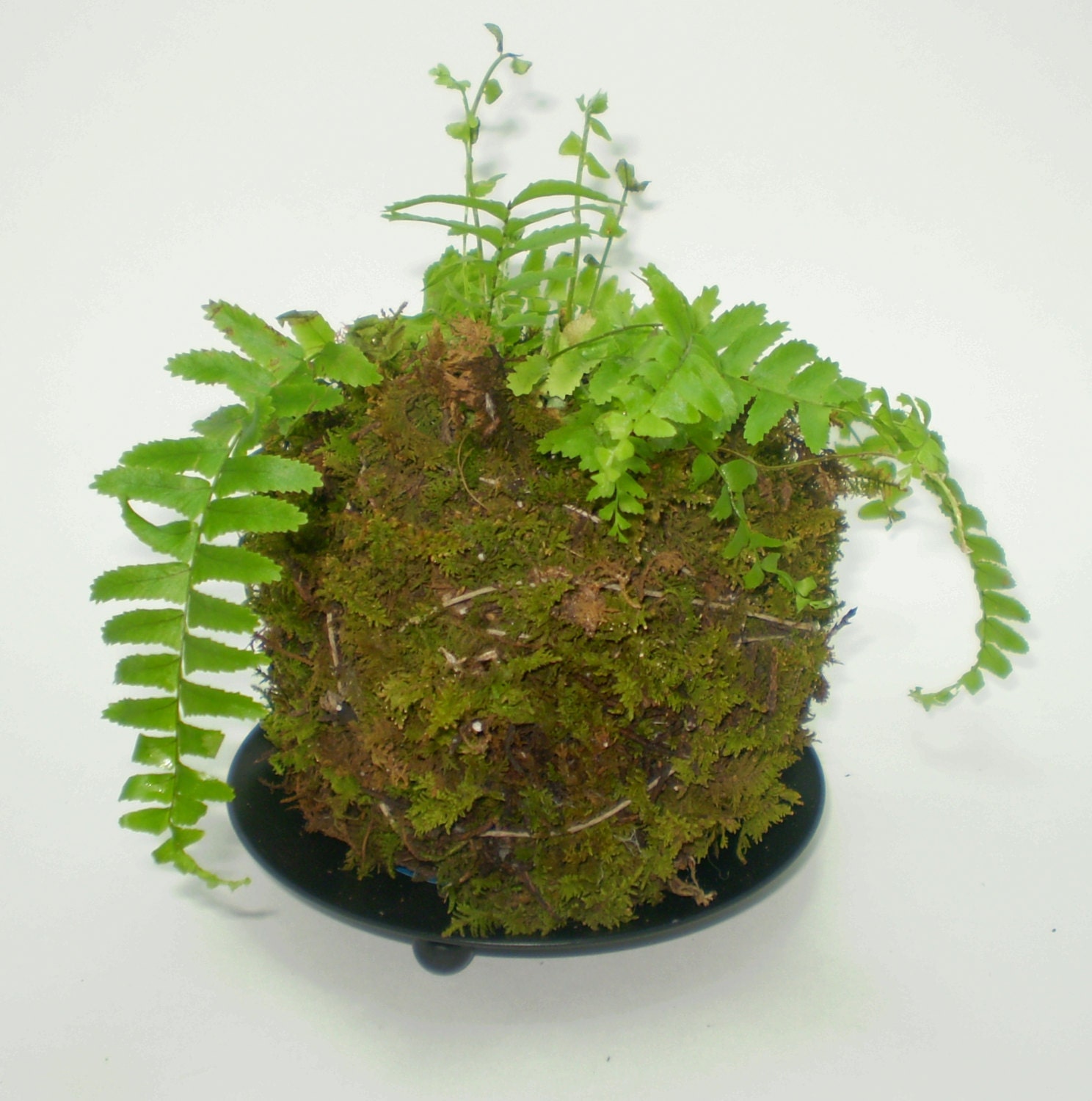 Fern Kokedama - Hanging String Garden Live Plant - Spring Plant