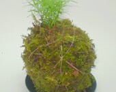 Asparagus Fern Kokedama - Hanging String Garden Live Plant - Spring Plant