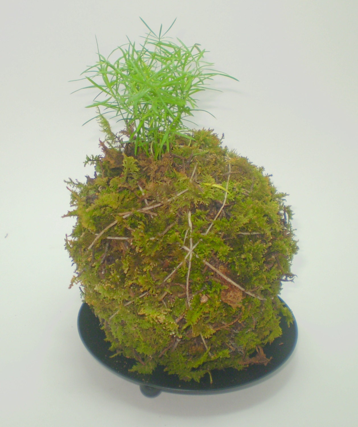 Items similar to Asparagus Fern Kokedama Hanging String Garden Live